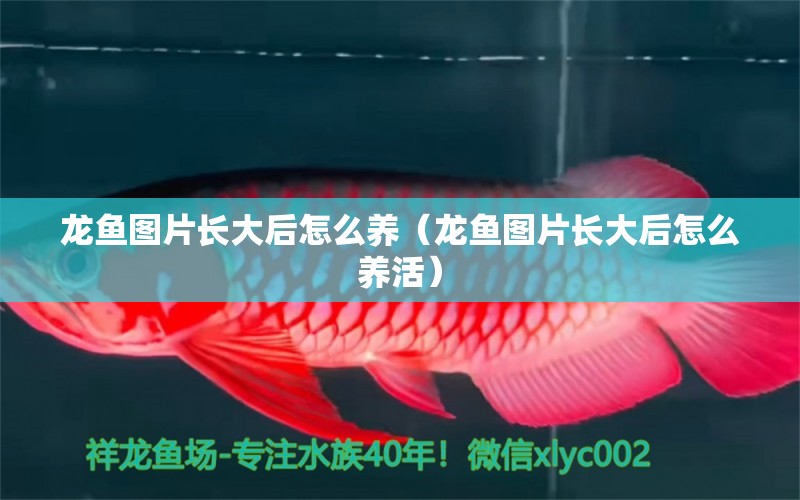 龍魚圖片長大后怎么養(yǎng)（龍魚圖片長大后怎么養(yǎng)活）