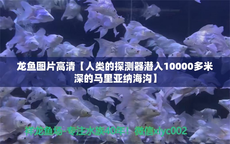 龍魚圖片高清【人類的探測器潛入10000多米深的馬里亞納海溝】 龍魚批發(fā)