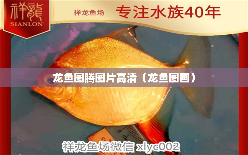 龍魚圖騰圖片高清（龍魚圖畫）