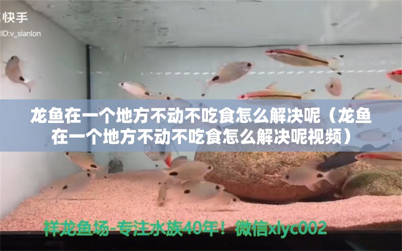 龍魚在一個(gè)地方不動(dòng)不吃食怎么解決呢（龍魚在一個(gè)地方不動(dòng)不吃食怎么解決呢視頻）