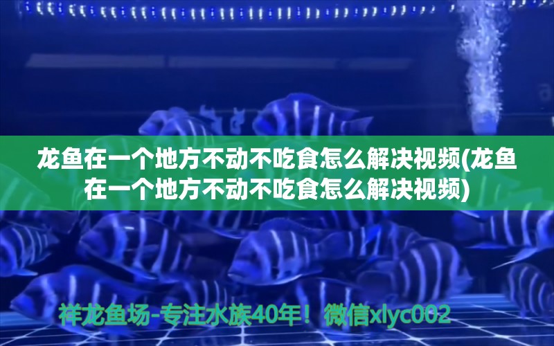 龍魚在一個(gè)地方不動不吃食怎么解決視頻(龍魚在一個(gè)地方不動不吃食怎么解決視頻) 祥龍魚藥系列