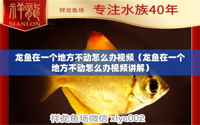 龍魚在一個地方不動怎么辦視頻（龍魚在一個地方不動怎么辦視頻講解） 廣州龍魚批發(fā)市場