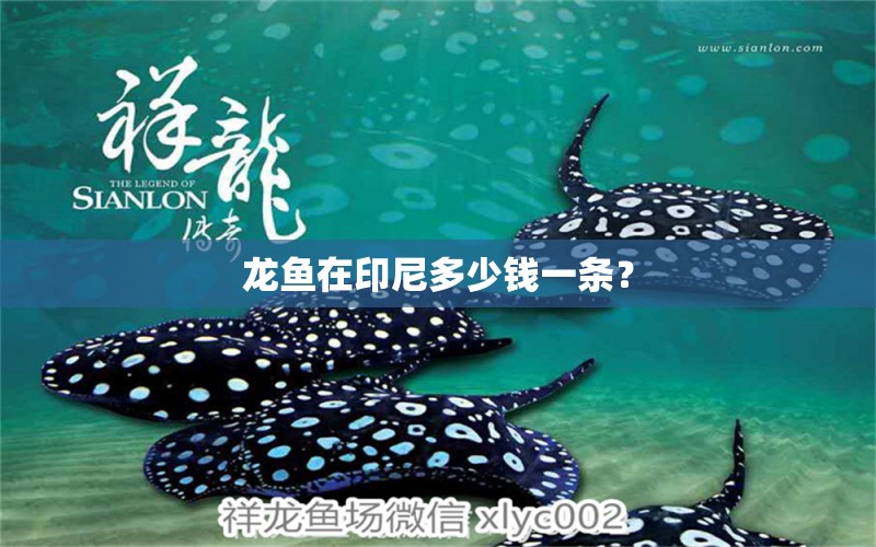 龍魚(yú)在印尼多少錢(qián)一條？