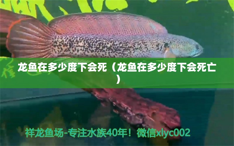 龍魚在多少度下會死（龍魚在多少度下會死亡）