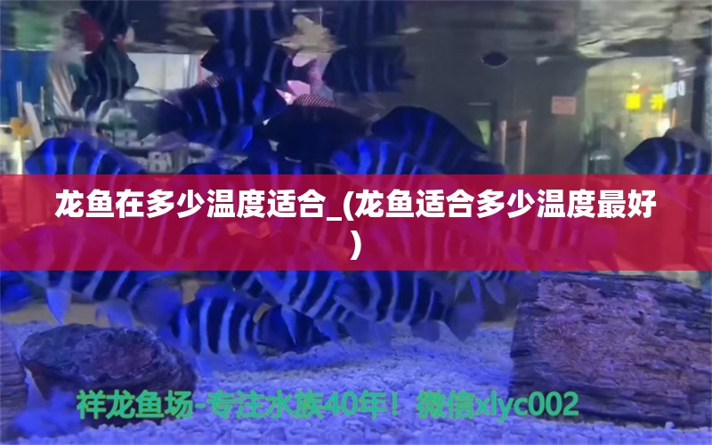 龍魚在多少溫度適合_(龍魚適合多少溫度最好) 海水魚