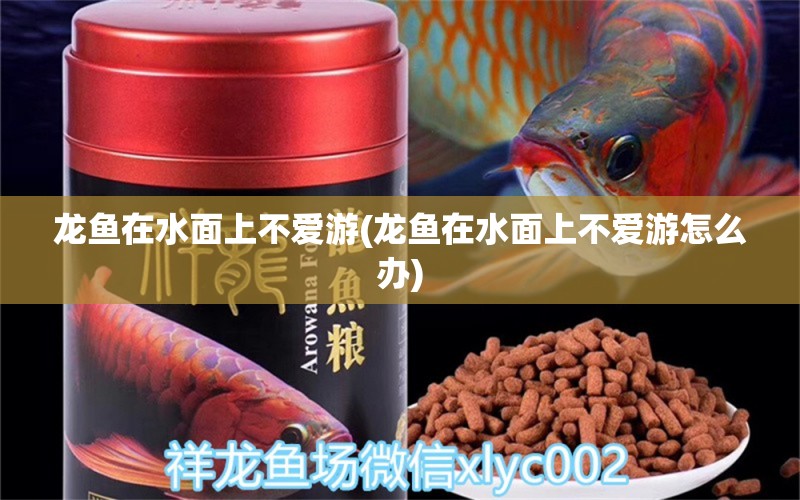 龍魚(yú)在水面上不愛(ài)游(龍魚(yú)在水面上不愛(ài)游怎么辦) 觀賞魚(yú)