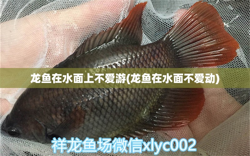 龍魚在水面上不愛游(龍魚在水面不愛動(dòng)) 白子關(guān)刀魚