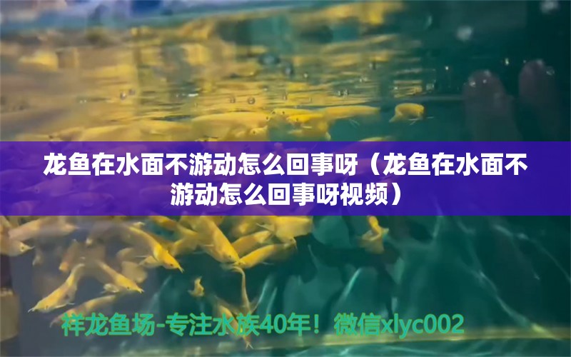 龍魚在水面不游動怎么回事呀（龍魚在水面不游動怎么回事呀視頻） 一眉道人魚苗