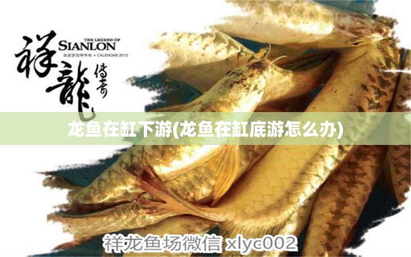 龍魚在缸下游(龍魚在缸底游怎么辦) 皇冠黑白魟魚