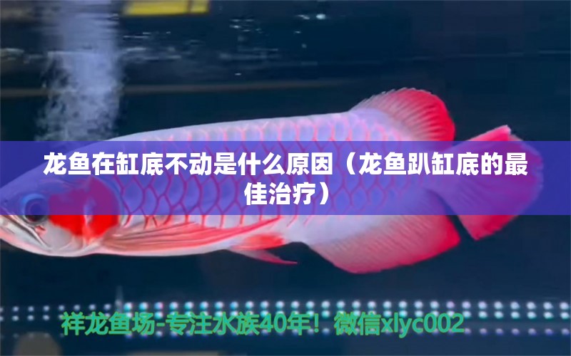 龍魚在缸底不動是什么原因（龍魚趴缸底的最佳治療） 廣州龍魚批發(fā)市場