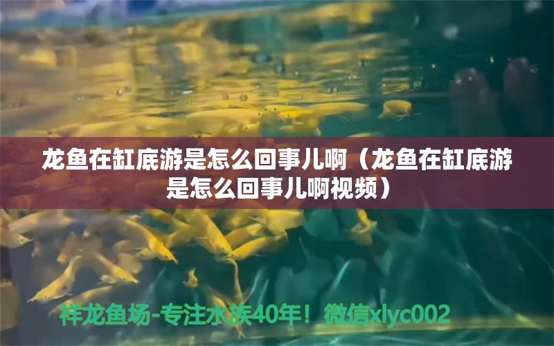 龍魚在缸底游是怎么回事兒?。堲~在缸底游是怎么回事兒啊視頻） 廣州龍魚批發(fā)市場(chǎng)