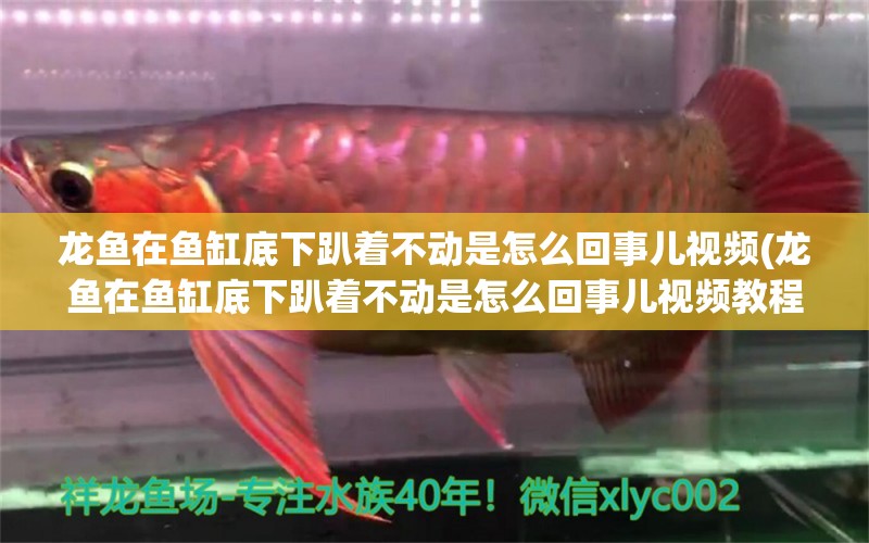 龍魚在魚缸底下趴著不動是怎么回事兒視頻(龍魚在魚缸底下趴著不動是怎么回事兒視頻教程)