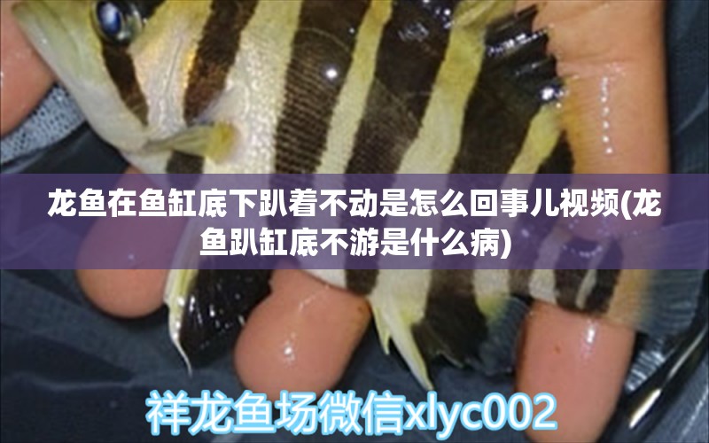 龍魚在魚缸底下趴著不動是怎么回事兒視頻(龍魚趴缸底不游是什么病)