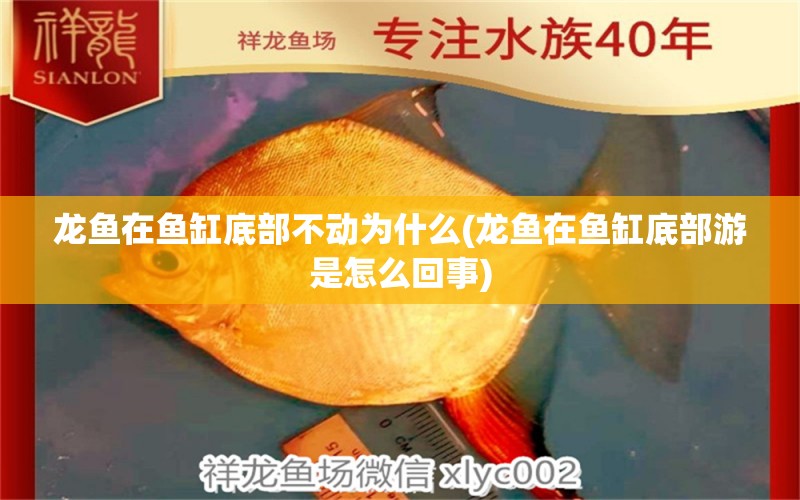 龍魚在魚缸底部不動(dòng)為什么(龍魚在魚缸底部游是怎么回事) 朱巴利魚