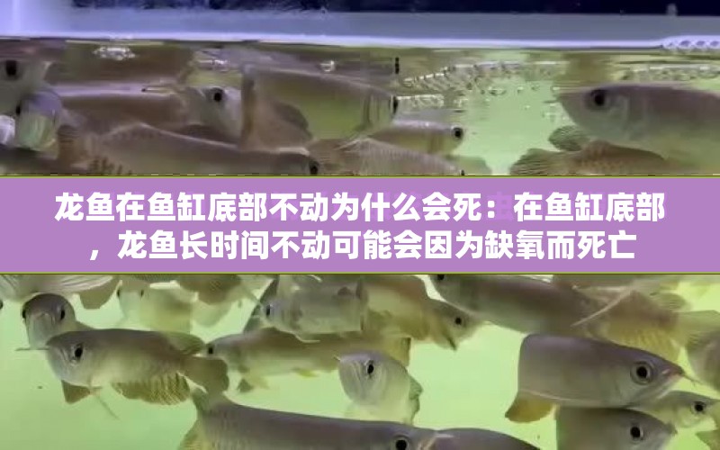 龍魚在魚缸底部不動為什么會死：在魚缸底部，龍魚長時間不動可能會因為缺氧而死亡 水族問答 第1張