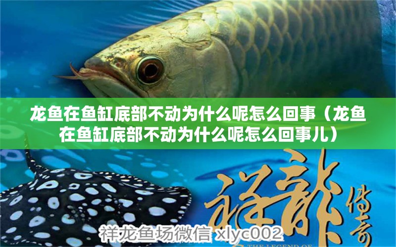 龍魚在魚缸底部不動為什么呢怎么回事（龍魚在魚缸底部不動為什么呢怎么回事兒） 廣州龍魚批發(fā)市場