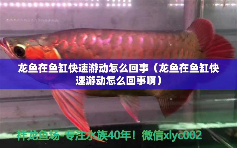 龍魚(yú)在魚(yú)缸快速游動(dòng)怎么回事（龍魚(yú)在魚(yú)缸快速游動(dòng)怎么回事啊）