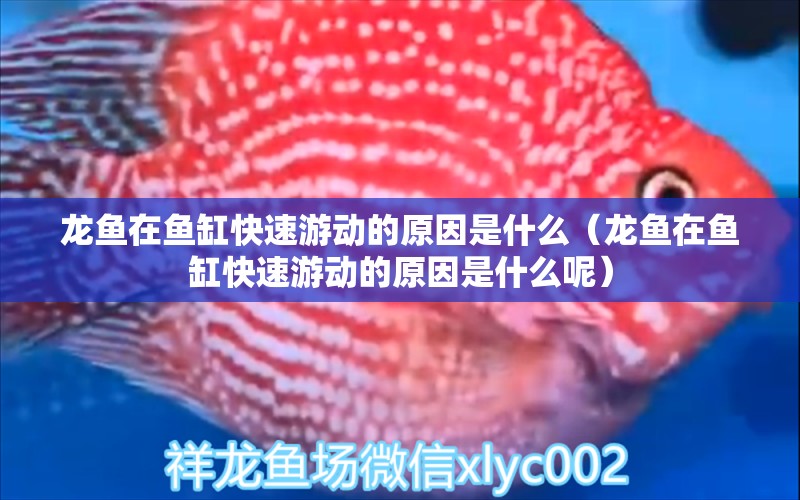 龍魚(yú)在魚(yú)缸快速游動(dòng)的原因是什么（龍魚(yú)在魚(yú)缸快速游動(dòng)的原因是什么呢）