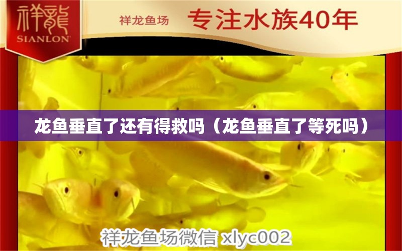 龍魚垂直了還有得救嗎（龍魚垂直了等死嗎）