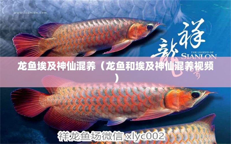 龍魚(yú)埃及神仙混養(yǎng)（龍魚(yú)和埃及神仙混養(yǎng)視頻）