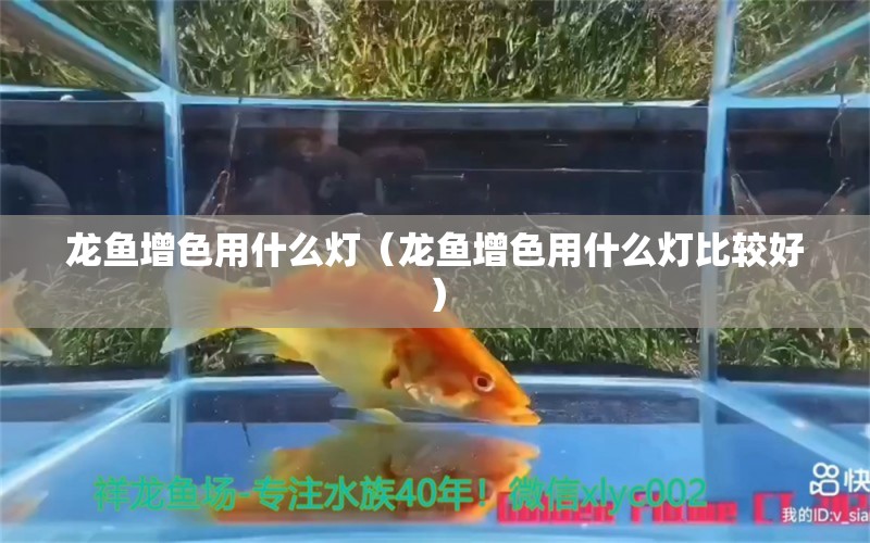 龍魚增色用什么燈（龍魚增色用什么燈比較好） 廣州龍魚批發(fā)市場