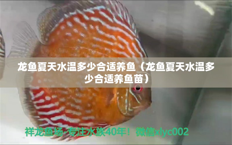 龍魚(yú)夏天水溫多少合適養(yǎng)魚(yú)（龍魚(yú)夏天水溫多少合適養(yǎng)魚(yú)苗） 黃寬帶蝴蝶魚(yú)