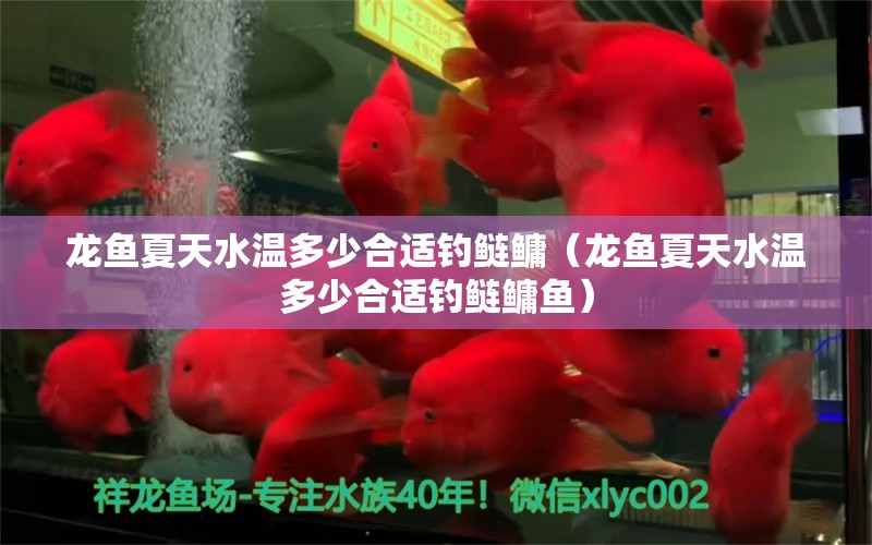 龍魚夏天水溫多少合適釣鰱鳙（龍魚夏天水溫多少合適釣鰱鳙魚）