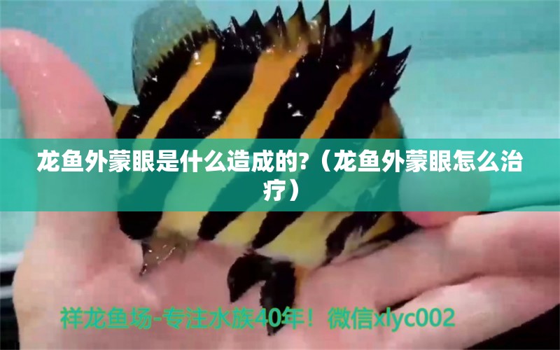 龍魚外蒙眼是什么造成的?（龍魚外蒙眼怎么治療）