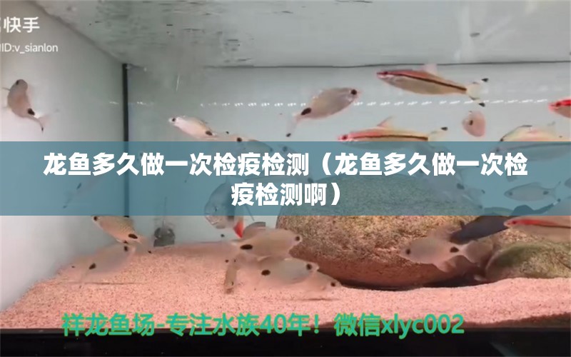 龍魚多久做一次檢疫檢測（龍魚多久做一次檢疫檢測?。?鐵甲武士