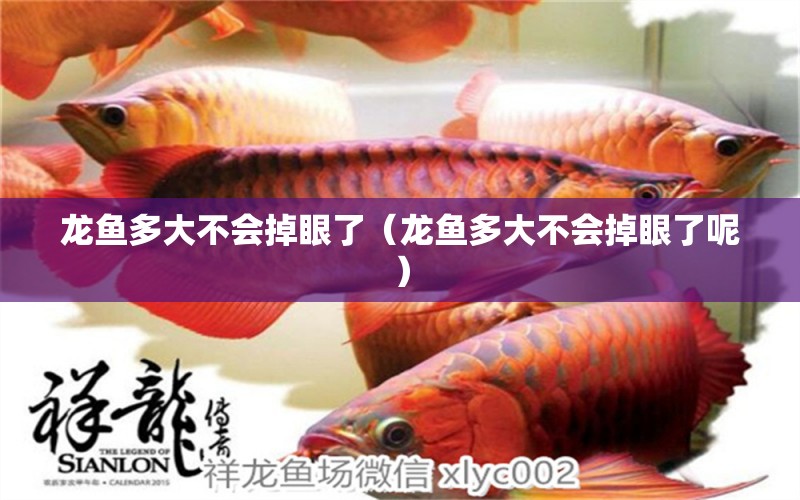 龍魚多大不會掉眼了（龍魚多大不會掉眼了呢）