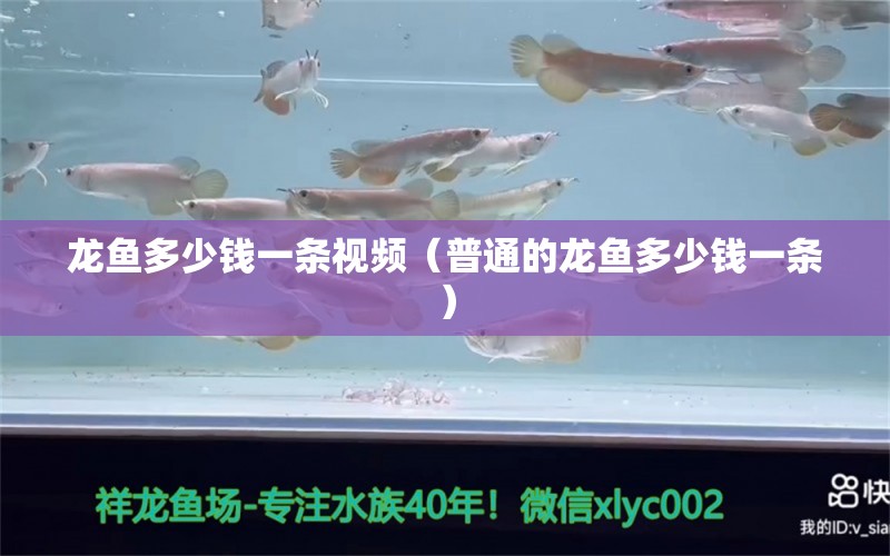 龍魚多少錢一條視頻（普通的龍魚多少錢一條）