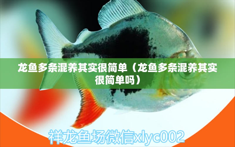 龍魚多條混養(yǎng)其實很簡單（龍魚多條混養(yǎng)其實很簡單嗎） 龍魚疾病與治療