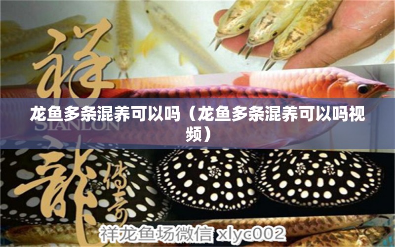 龍魚多條混養(yǎng)可以嗎（龍魚多條混養(yǎng)可以嗎視頻）