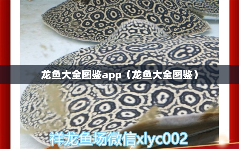 龍魚(yú)大全圖鑒app（龍魚(yú)大全圖鑒）