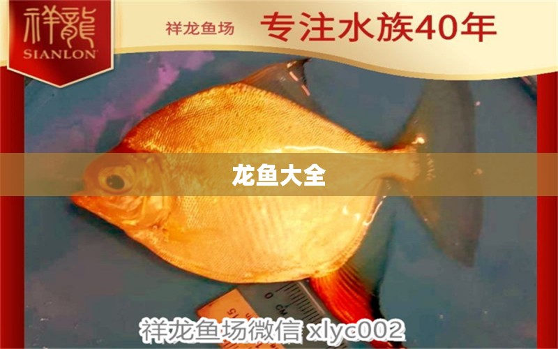 龍魚大全 龍魚百科 第2張