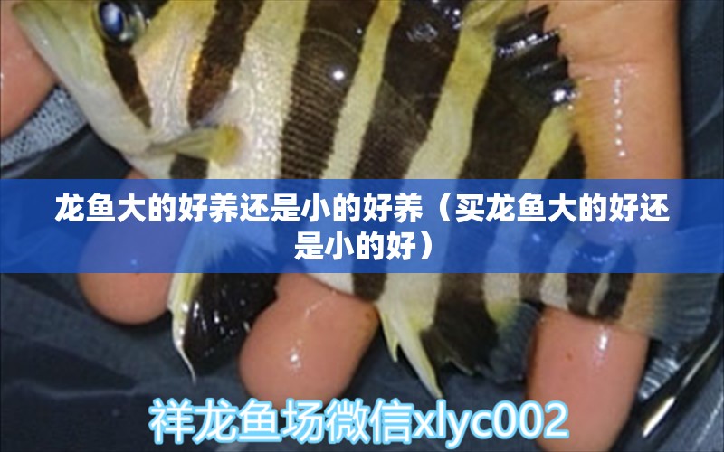 龍魚大的好養(yǎng)還是小的好養(yǎng)（買龍魚大的好還是小的好） 白子銀龍魚苗