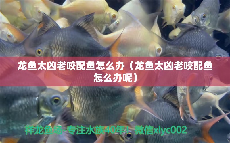 龍魚太兇老咬配魚怎么辦（龍魚太兇老咬配魚怎么辦呢）