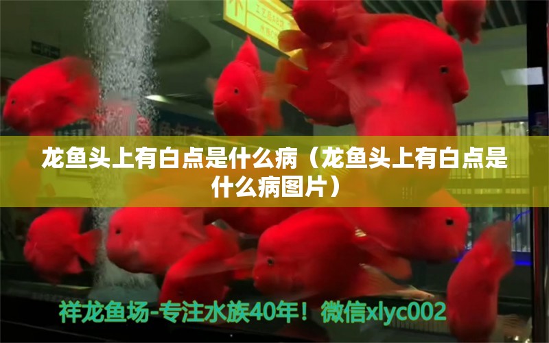 龍魚頭上有白點是什么?。堲~頭上有白點是什么病圖片） 廣州龍魚批發(fā)市場