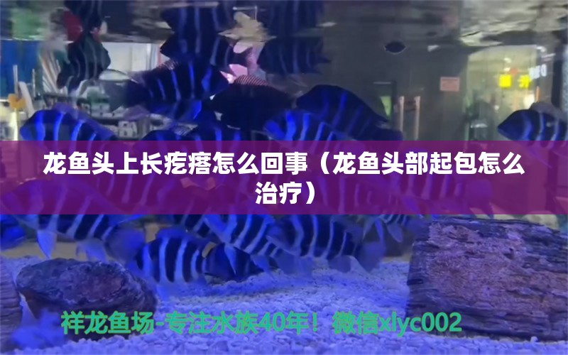 龍魚(yú)頭上長(zhǎng)疙瘩怎么回事（龍魚(yú)頭部起包怎么治療）