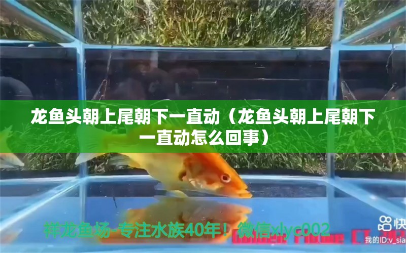 龍魚頭朝上尾朝下一直動（龍魚頭朝上尾朝下一直動怎么回事）