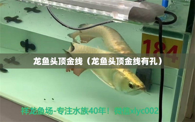 龍魚頭頂金線（龍魚頭頂金線有孔） 廣州龍魚批發(fā)市場(chǎng)