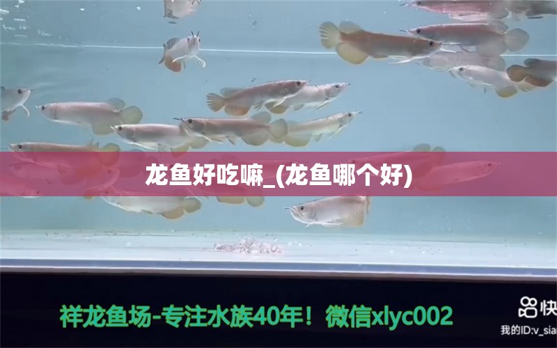 龍魚好吃嘛_(龍魚哪個(gè)好) 狗頭魚