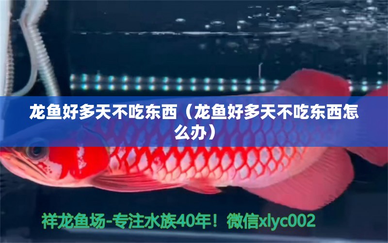 龍魚好多天不吃東西（龍魚好多天不吃東西怎么辦）