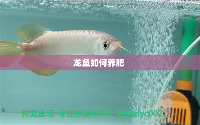 龍魚如何養(yǎng)肥 