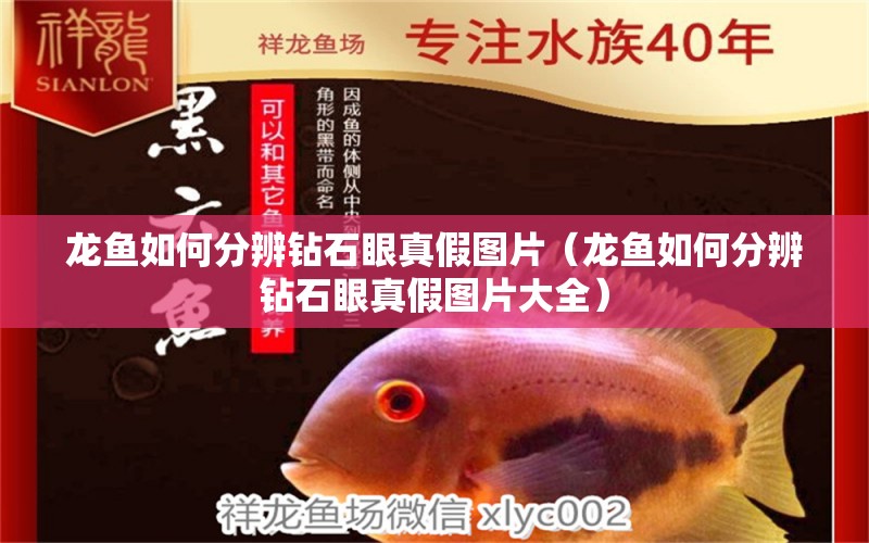 龍魚如何分辨鉆石眼真假圖片（龍魚如何分辨鉆石眼真假圖片大全） 廣州龍魚批發(fā)市場