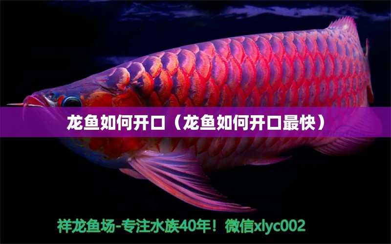 龍魚如何開(kāi)口（龍魚如何開(kāi)口最快）