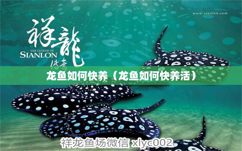 龍魚(yú)如何快養(yǎng)（龍魚(yú)如何快養(yǎng)活）