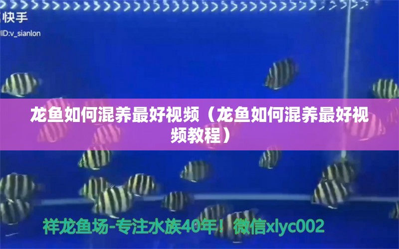 龍魚如何混養(yǎng)最好視頻（龍魚如何混養(yǎng)最好視頻教程）