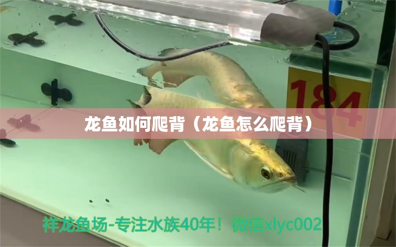 龍魚如何爬背（龍魚怎么爬背）