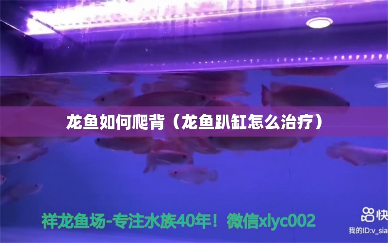 龍魚如何爬背（龍魚趴缸怎么治療） 觀賞魚